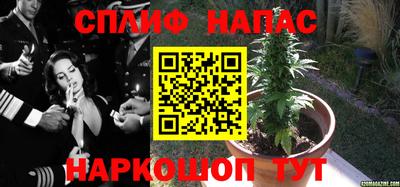 индика Будённовск